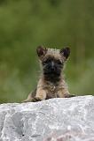 CAIRN TERRIER 456